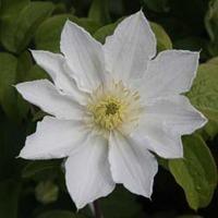 Clematis \'Apollonia\' (Large Plant) - 2 x 3 litre potted clematis plants