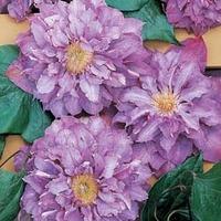 Clematis \'Vyvyan Pennell\' (Large Plant) - 2 x 3 litre potted clematis plants
