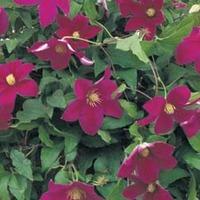 Clematis \'Sunset\' (Large Plant) - 2 x 3 litre potted clematis plants