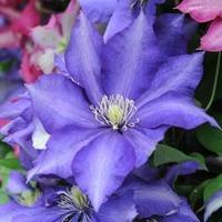 Clematis \'Daniel Deronda\' (Large Plant) - 2 x 3 litre potted clematis plants