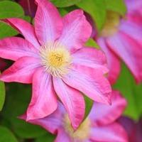 Clematis \'Asao\' (Large Plant) - 2 x 3 litre potted clematis plants