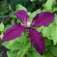 Clematis \'Mikelite\' (Large Plant) - 2 x 3 litre potted clematis plants