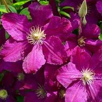 Clematis \'Kardynal Wyszynski\' (Large Plant) - 1 x 3 litre potted clematis plant