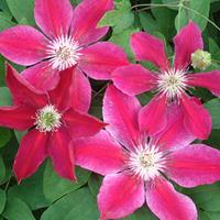 Clematis \'Ruby Wedding\' (Large Plant) - 1 x 2.5 litre potted clematis plant