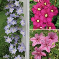 Clematis (Top to Bottom) \'Success Trio\' - 3 clematis jumbo plug plants - 1 of each variety