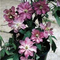 Clematis montana \'Sunrise\' - 1 x 7cm potted clematis plant