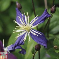 Clematis x aromatica - 1 x 7cm potted clematis plant