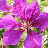 clematis honora large plant 2 x 3 litre potted clematis plants