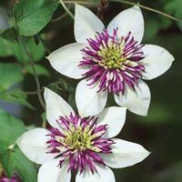 Clematis florida \'Sieboldii\' (Large Plant) - 2 x 2.5 litre potted clematis plant