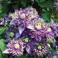 Clematis florida \'Taiga\' - 1 x 7cm potted clematis plant