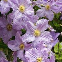 Clematis \'Blekitny Aniol\' (Large Plant) - 2 x 3 litre potted clematis plants