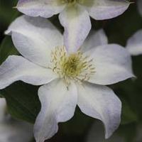 Clematis \'Yukikomachi\' (Large Plant) - 1 x 3 litre potted clematis plant