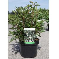 Clethra barbinervis (Large Plant) - 2 x 3.6 litre potted clematis plants