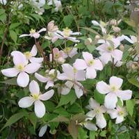 Clematis montana \'Rubens\' (Large Plant) - 2 x 3 litre potted clematis plants