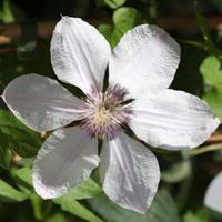 Clematis \'Jan Pawel II\' (Large Plant) - 1 x 3 litre potted clematis plant