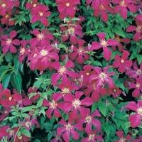 Clematis \'Madame Julia Correvon\' (Large Plant) - 1 x 3 litre potted clematis plant