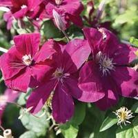 Clematis \'Rouge Cardinal\' (Large Plant) - 1 x 3 litre potted clematis plant