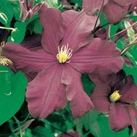 clematis warszawska nike large plant 2 x 3 litre potted clematis plant ...