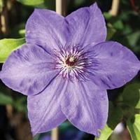 Clematis \'Xerxes\' (Large Plant...