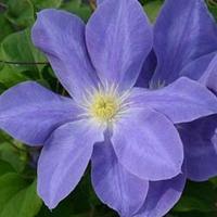 Clematis Diana\'s Delight&trade;...