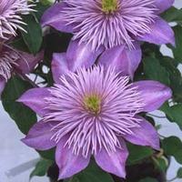 Clematis Crystal Fountain™ evipo038 - 2 x 3 litre potted clematis plants