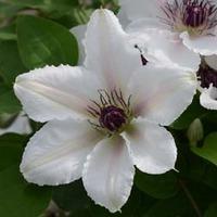 Clematis The Countess Of Wessex&...