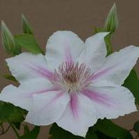 Clematis Corinne&trade; evipo063...