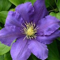 Clematis Chevalier&trade; evipo0...