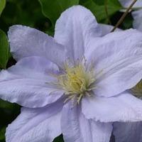 Clematis Chelsea&trade; evipo100...