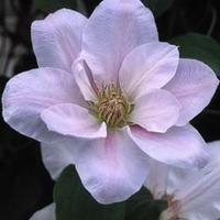 Clematis Chantilly&trade; evipo0...