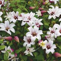 Clematis \'Princess Kate\' Collection - 1 x Clematis \'Princess Kate\' Tower Pot Collection