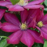 Clematis Bourbon&trade; evipo018...