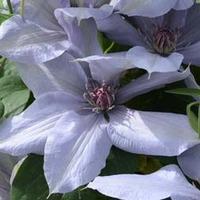 Clematis Bernadine&trade; evipo0...