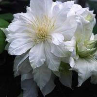 Clematis Arctic Queen™ evitwo - 2 x 3 litre potted clematis plants