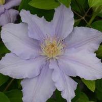 Clematis Angelique&trade; evipo0...