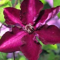 Clematis Amethyst Beauty™ evipo043 - 2 x 3 litre potted clematis plants