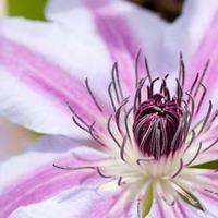 Clematis \'Girenas\' (Large Plant) - 1 x 3 litre potted clematis plant