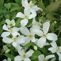 Clematis montana \'Grandiflora\' (Large Plant) - 1 x 3 litre potted clematis plant