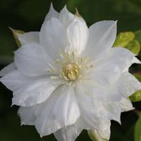 clematis duchess of edinburgh large plant 1 x 3 litre potted clematis  ...