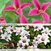 Clematis \'Royal Ladies Duo\' - 1 x \'Princess Kate\' 7cm potted clematis plant