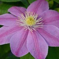 Clematis Alaina&trade; evipo056 ...