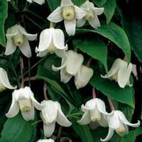Clematis urophylla \'Winter Beauty\' - 2 x 7cm potted clematis plants + 1 tower pot pack