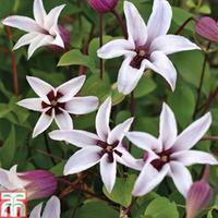 Clematis \'Royal Ladies Duo\' - 3 x 7cm potted clematis plants - 1 of each variety