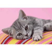 Clementoni Grey Kitten