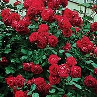 climbing rose etoile de hollande 1 plant bare root