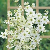 clematis early sensation large plant 1 clematis plant in 3 litre pot