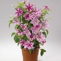 Clematis Ooh La La 1 Trellis Plant 2 Litre Pot