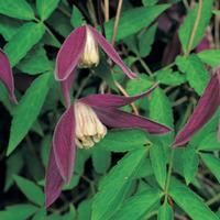 Clematis \'Ruby\' (Large Plant) - 2 clematis plants in 3 litre pots