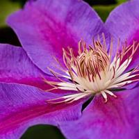 clematis ashva large plant 2 clematis plants in 3 litre pots