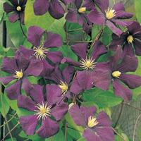 Clematis \'Étoile Violette\' (Large Plant) - 1 clematis plant in 3 litre pot